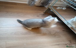 British Shorthair cats for sale: Chunky kittens for sale  - Advert 12