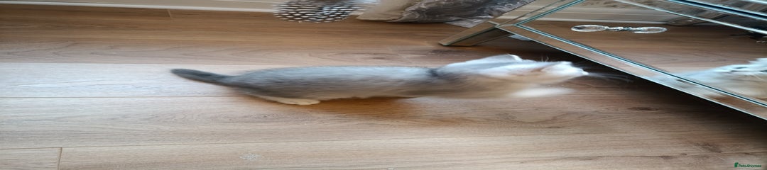 British Shorthair Kitten 1