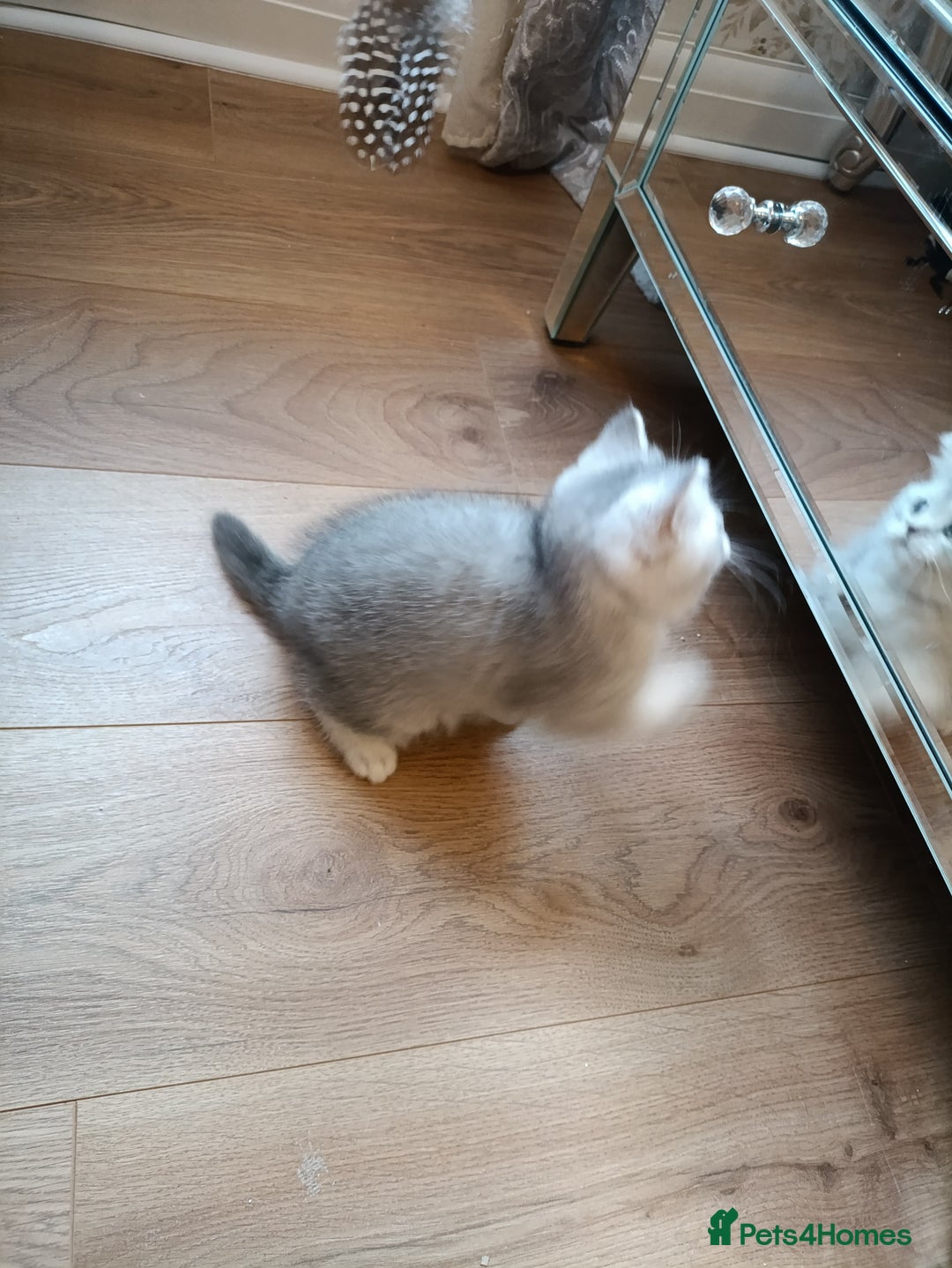 British Shorthair cats for sale: Chunky kittens for sale  - Advert 12