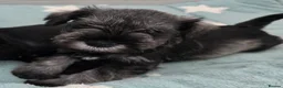 Miniature Schnauzer dogs for sale: Beautiful Miniature Schnauzers - Advert 3