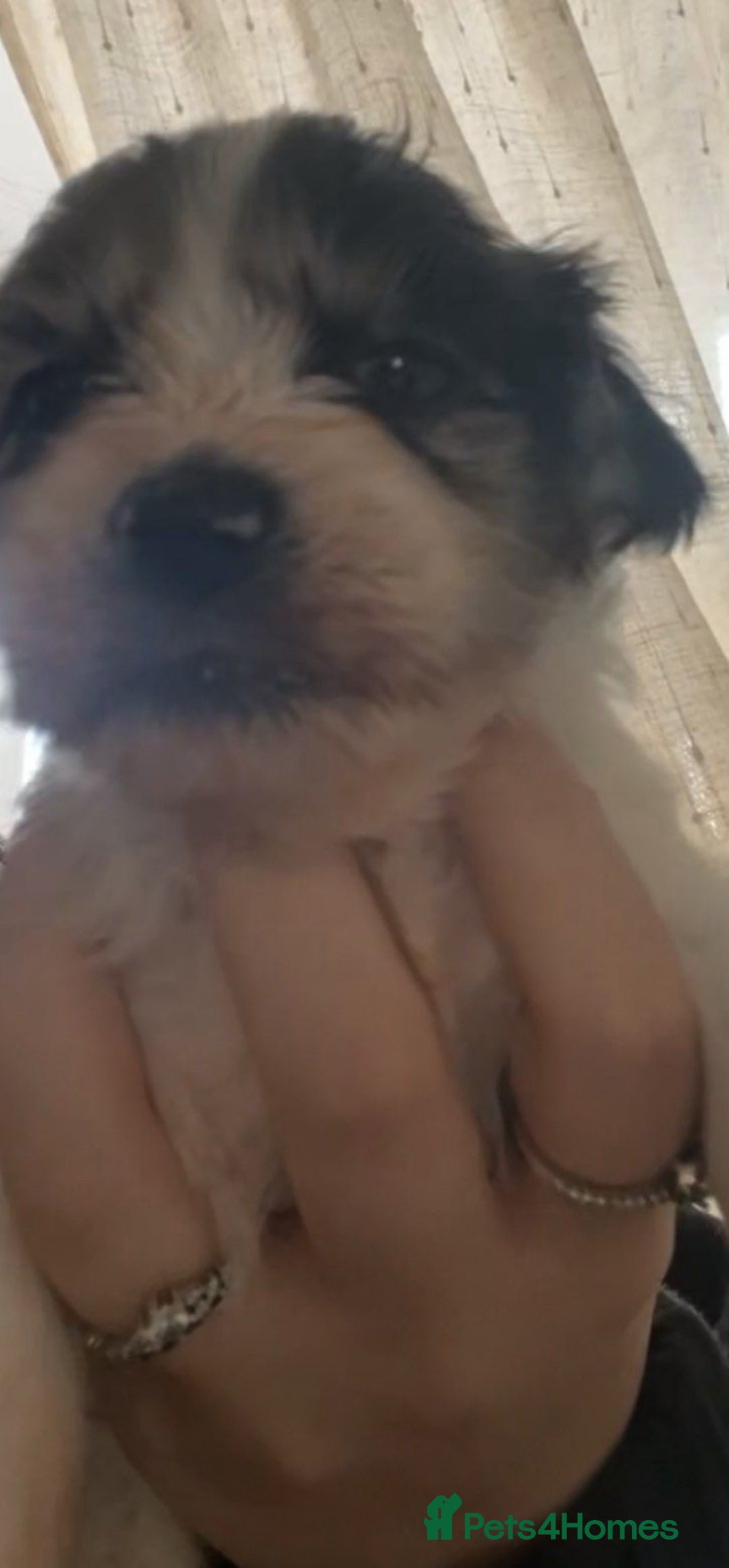 Mixed Breed dogs for sale: Poochon cross schweenie  - Advert 8