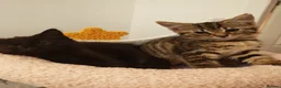 Mixed Breed cats for sale: Two sweet female sisters - Advert 5