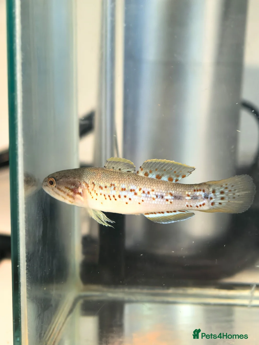 Other/Mixed Breed fish for sale: Purple spotted gudgeon with tank set  in Nottingham - Advert 2
