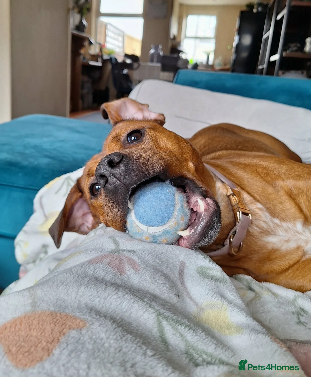 Staffordshire Bull Terrier dogs for sale: River  - Advert 3