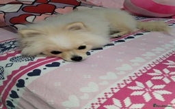 Pomeranian dogs for sale: Baby Teacup pomeranian boy  - Image 5