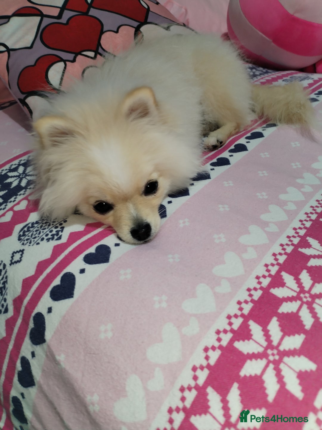 Pomeranian dogs for sale: Baby Teacup pomeranian boy  - Image 5