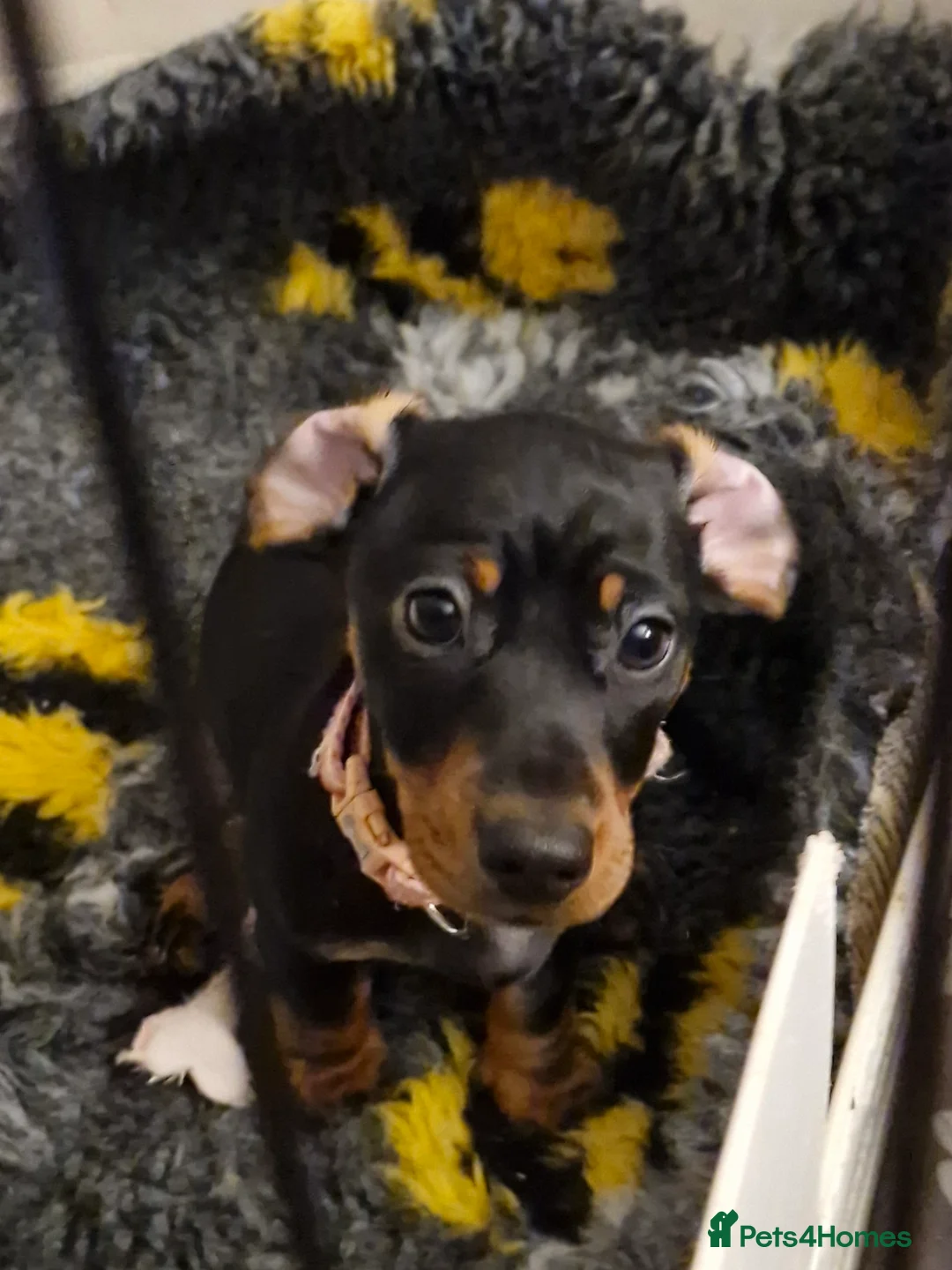 Miniature Dachshund dogs for sale: Two sweet smooth Black and Tan girls.  - Advert 3