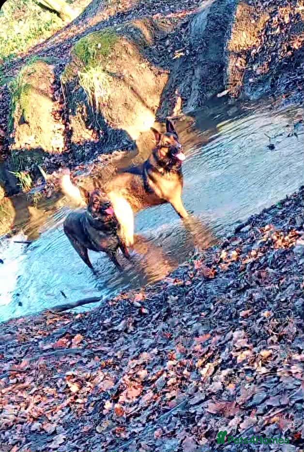 German Shepherd dogs German shepard puppies  - Advert 12