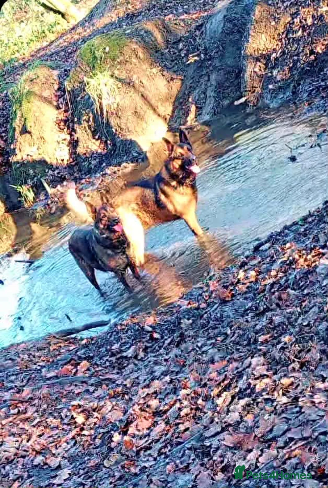 German Shepherd dogs for sale: German shepard puppies  in Rotherham - Advert 1