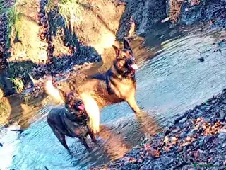 German Shepherd dogs German shepard puppies - Advert 12