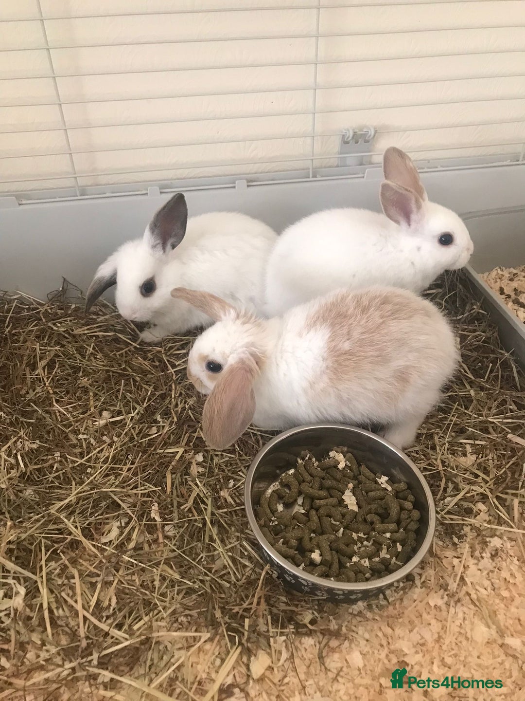 Mini Lop rabbits for sale: Baby rabbits  - Advert 8