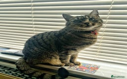 Bengal cats for sale: 🐾 BeautifulBengal Cat for Sale — Meet Cricket 🐾 - Image 11