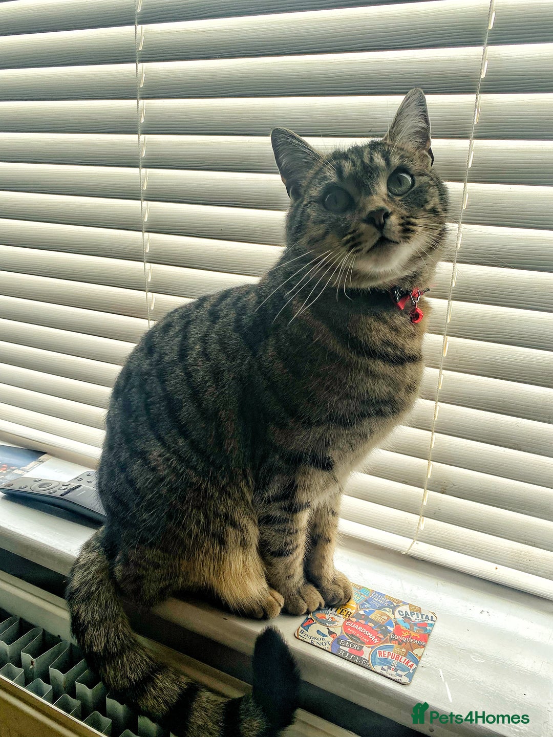 Bengal cats for sale: 🐾 BeautifulBengal Cat for Sale — Meet Cricket 🐾 - Image 11