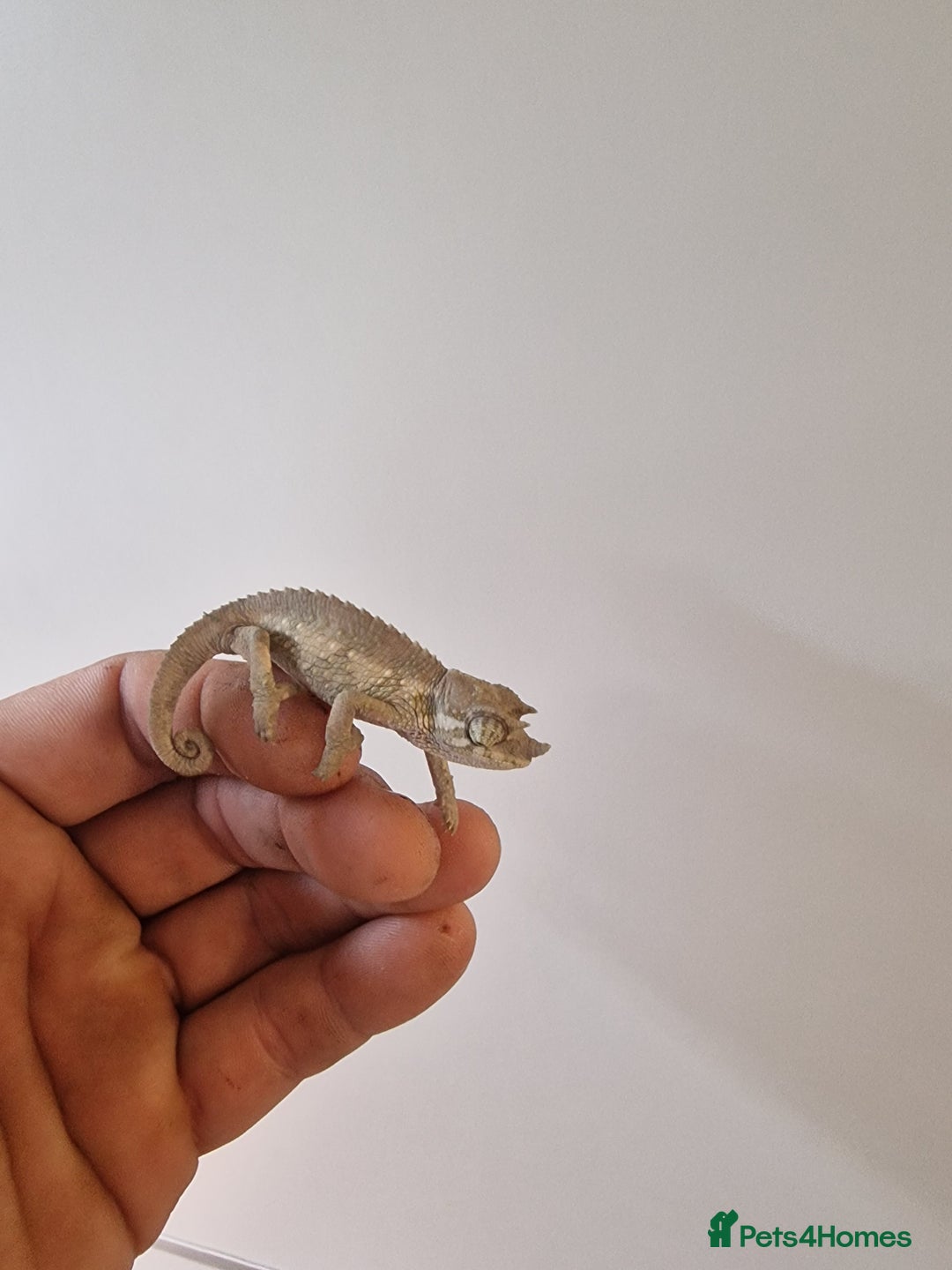 Chameleon reptiles for sale: Baby jackson Chameleons 5 Males left - Advert 4