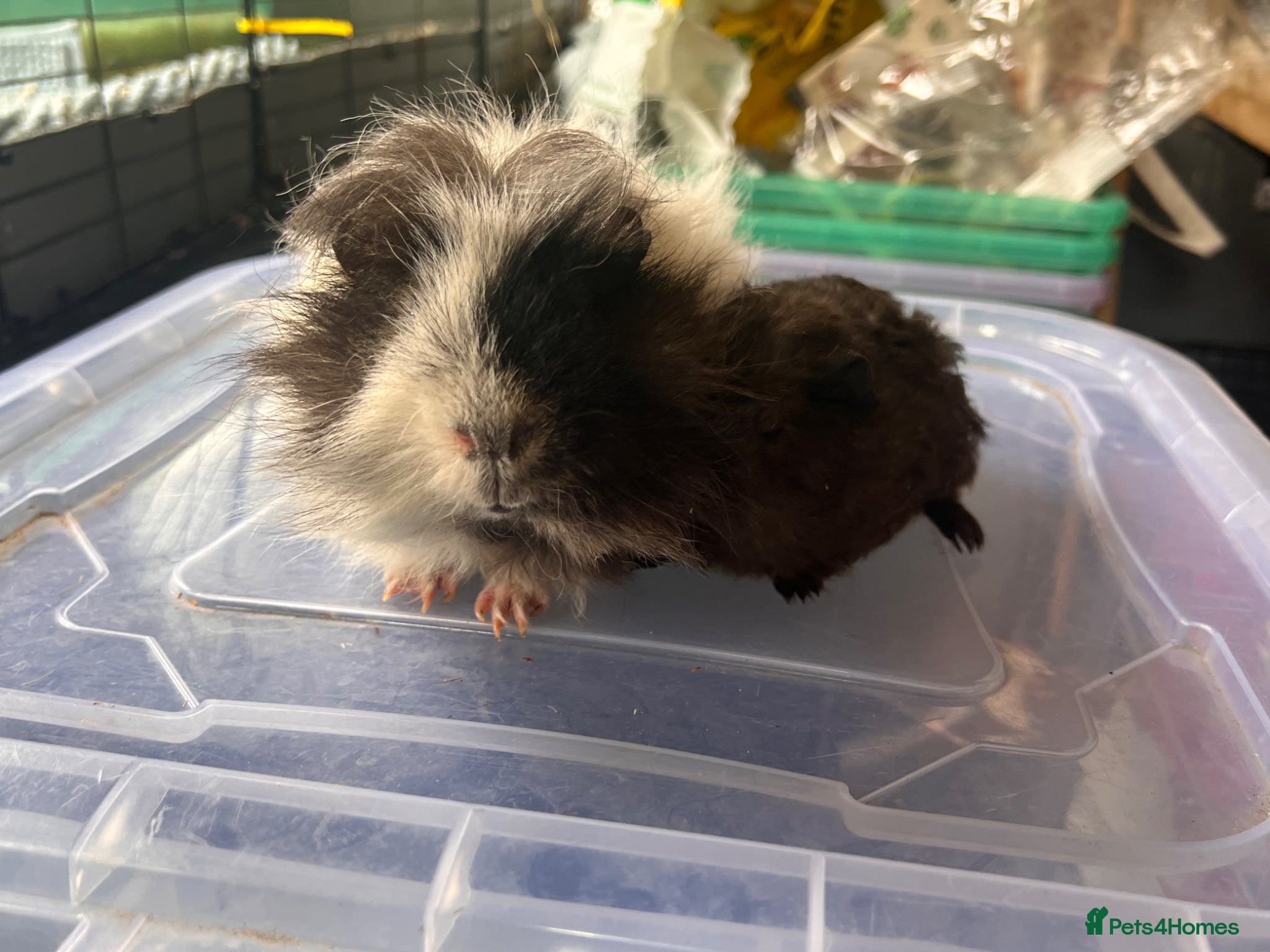 Guinea Pig rodents Bonded Guinea Pig Boars  - Advert 2