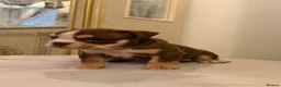 English Bulldog dogs for sale: Top tier kc British bulldog  - Advert 7