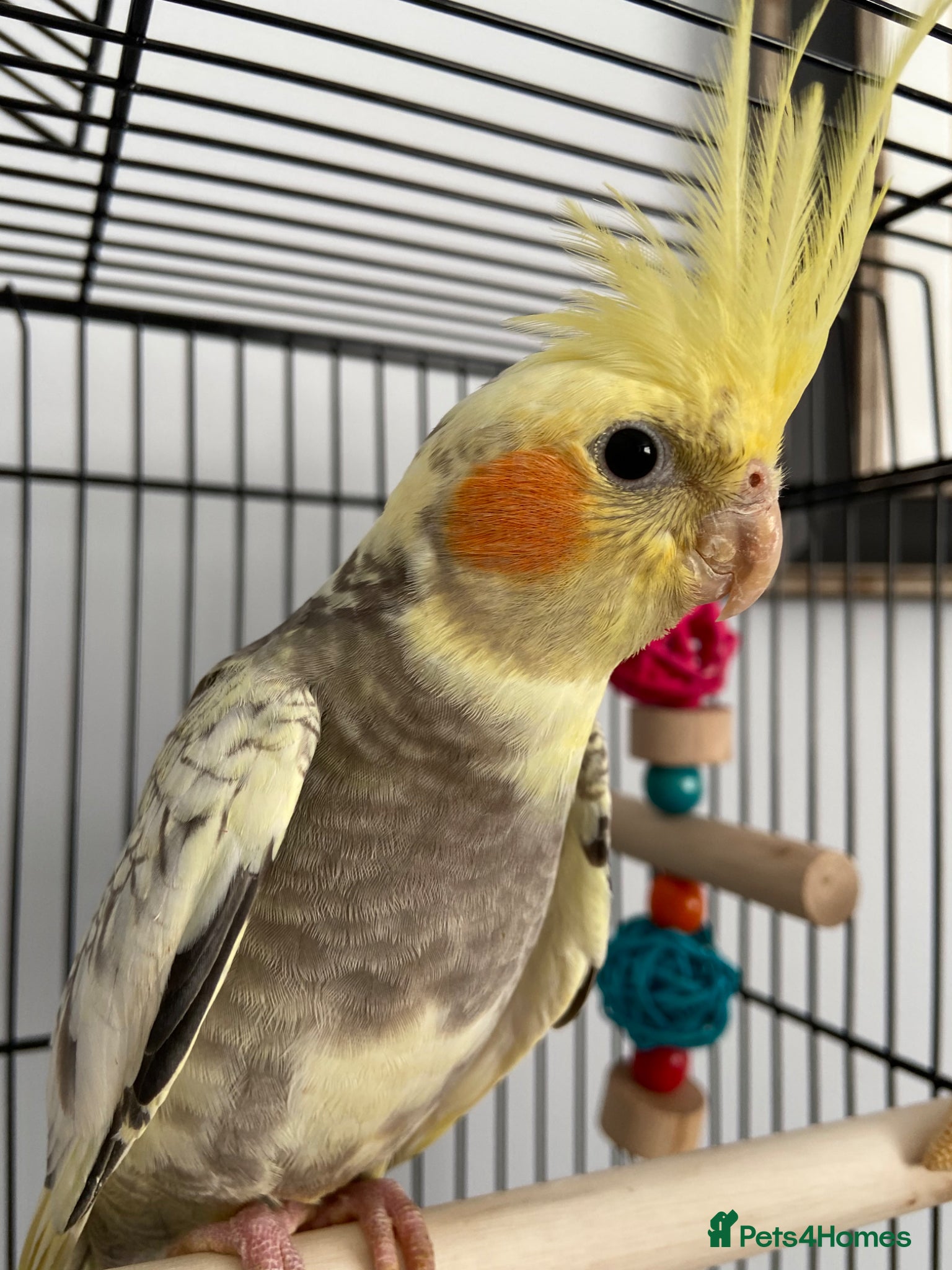 Cockatiels birds Little Ozzy - Advert 2