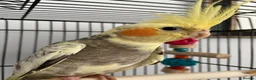 Cockatiels birds for sale: Little Ozzy in Houghton le Spring - Advert 1