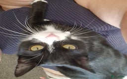 Domestic Shorthair cats for adoption: Itty bitty Beanie - Image 4