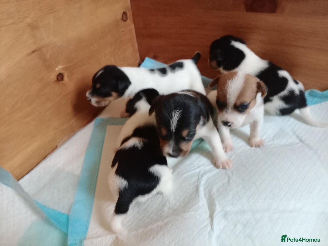 Jack Russell dogs for sale: Jack Russell puppies - Image 1