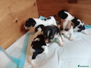 Jack Russell dogs for sale - Advert 1
