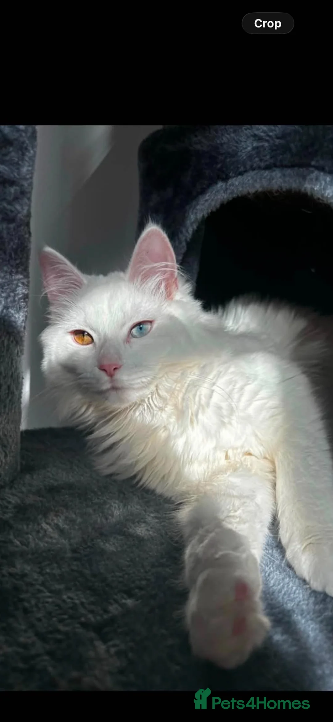 Turkish Angora cats for sale: Turkish angora - Advert 2