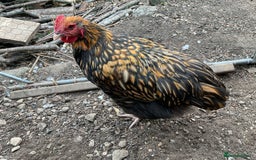 Chickens poultry for sale: Exhibition quality Gold Laced Orpington cockerels - Image 2