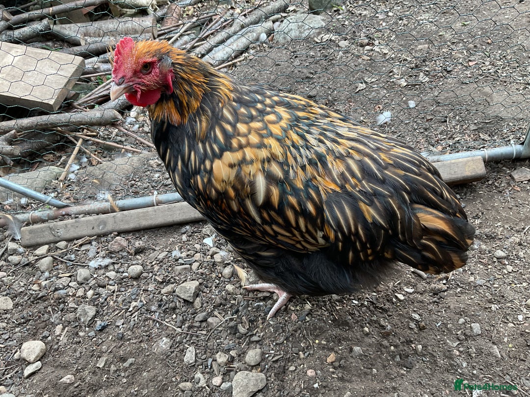 Chickens poultry for sale: Exhibition quality Gold Laced Orpington cockerels - Image 2