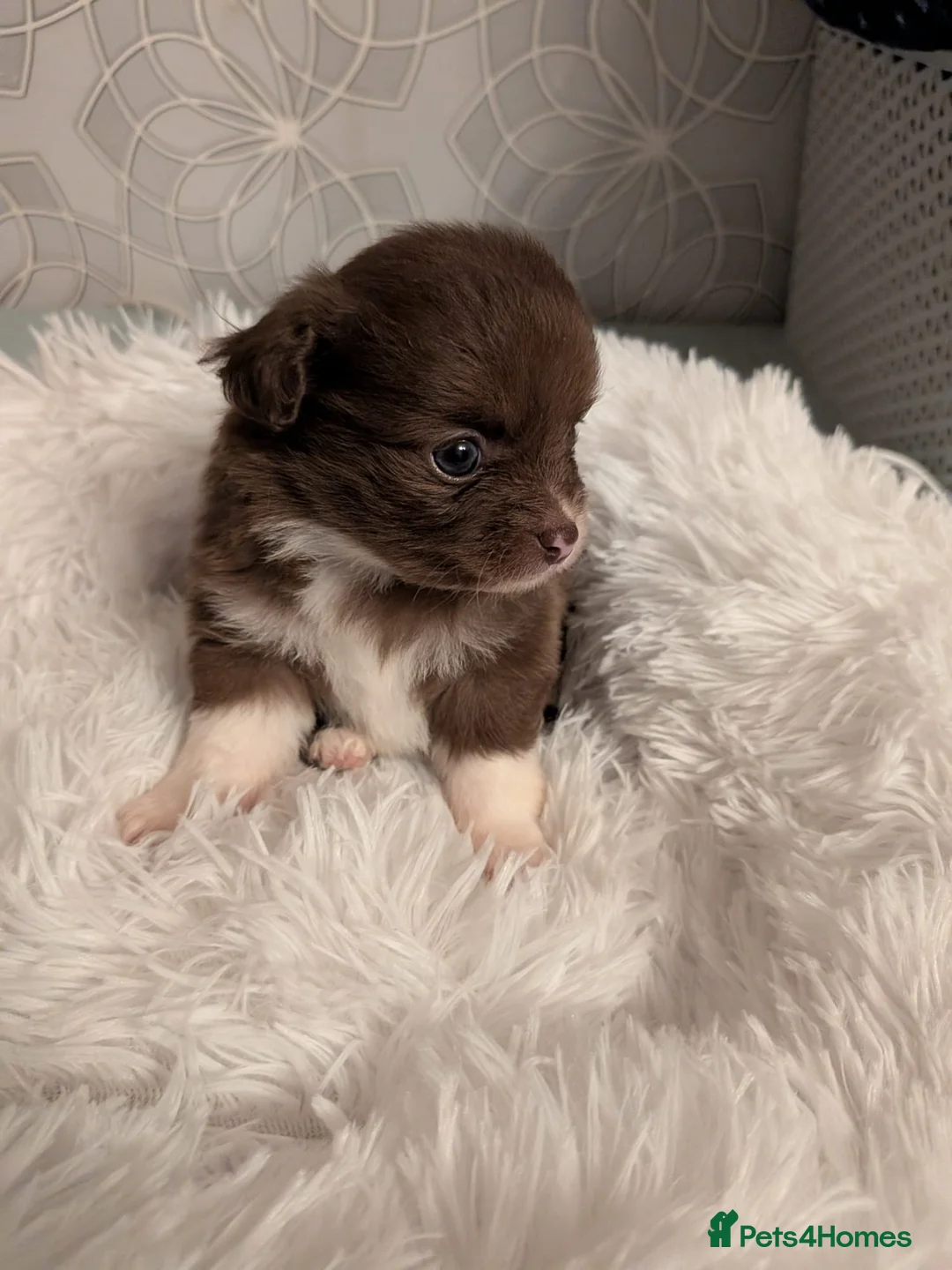 Pomchi dogs for sale: Beautiful Pomchi Puppies Loving 🏠 Reared Litters - Advert 11