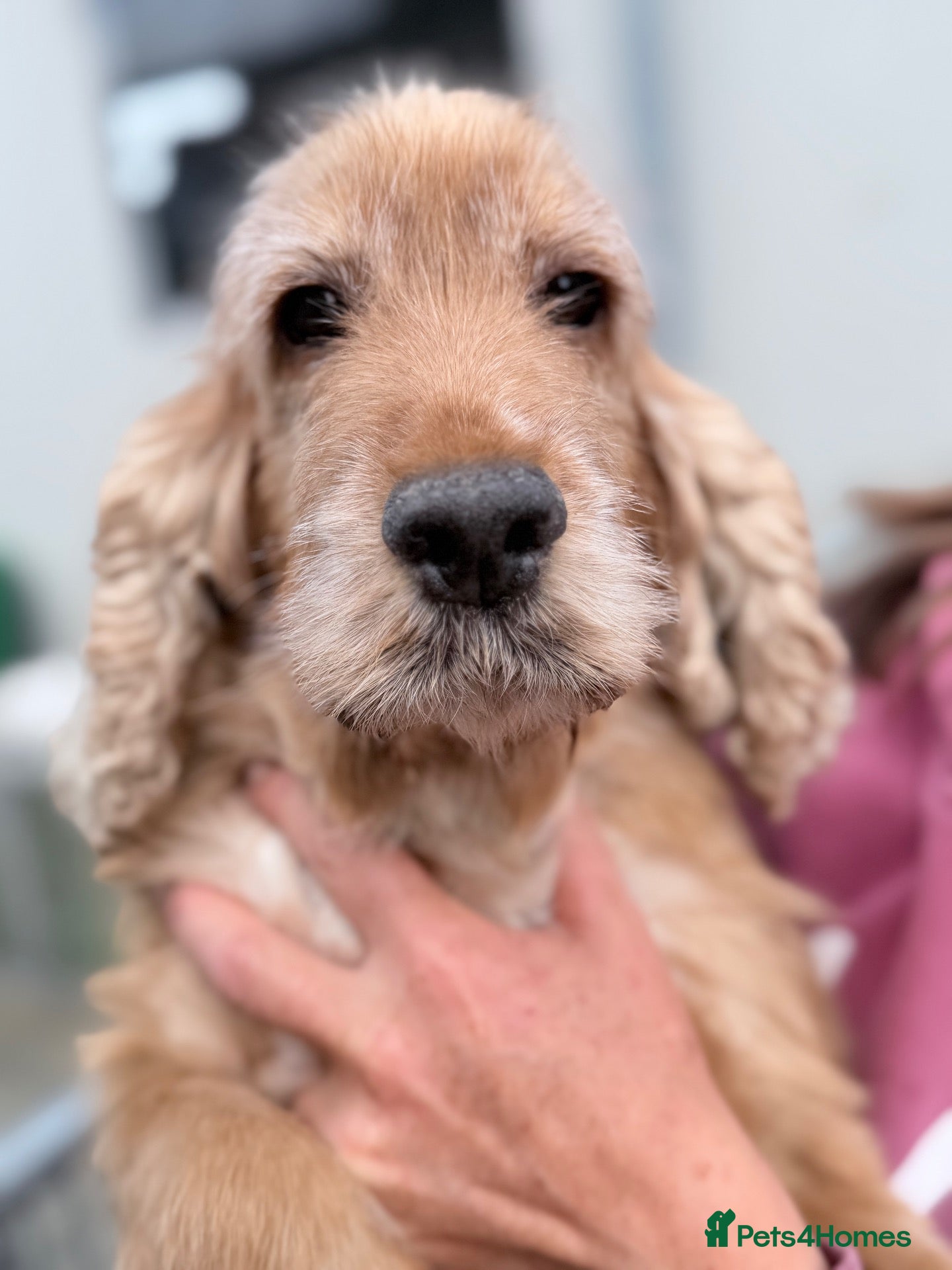 Cocker Spaniel dogs Kc reg show type cocker spaniel  - Advert 1