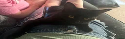Mixed Breed cats for sale: Kittens for sale in Ashford - Advert 1