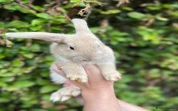 Mini Lop rabbits for sale: Pure Bred Mini Lop Bunnies  - Image 13