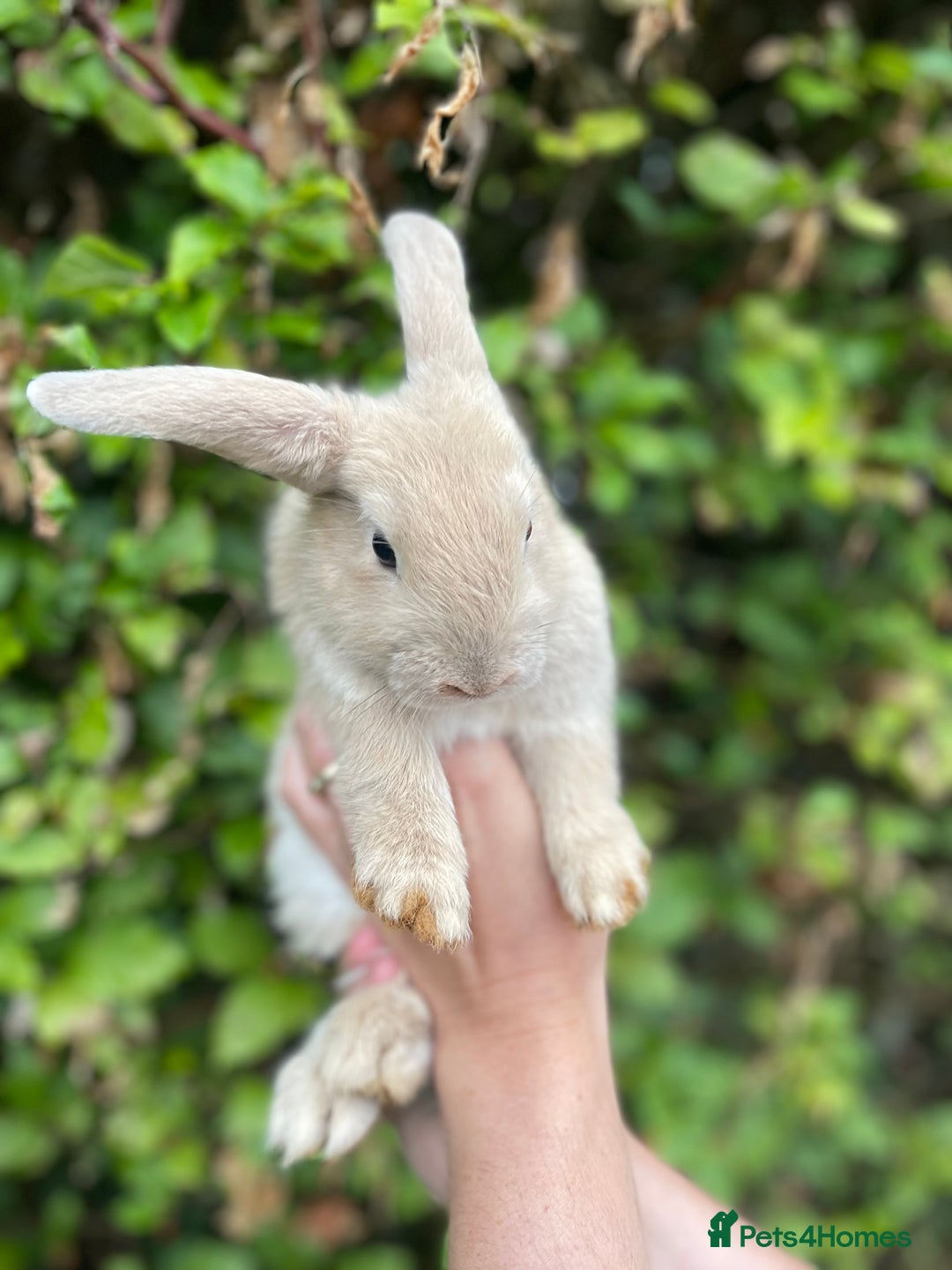 Mini Lop rabbits for sale: Pure Bred Mini Lop Bunnies  - Image 13