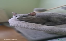 Russian Blue cats for sale: TICA 5* Pedigree Russian Blue Kittens - Image 19