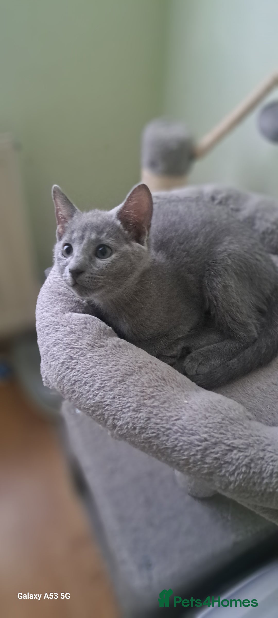 Russian Blue cats for sale: TICA 5* Pedigree Russian Blue Kittens - Image 19