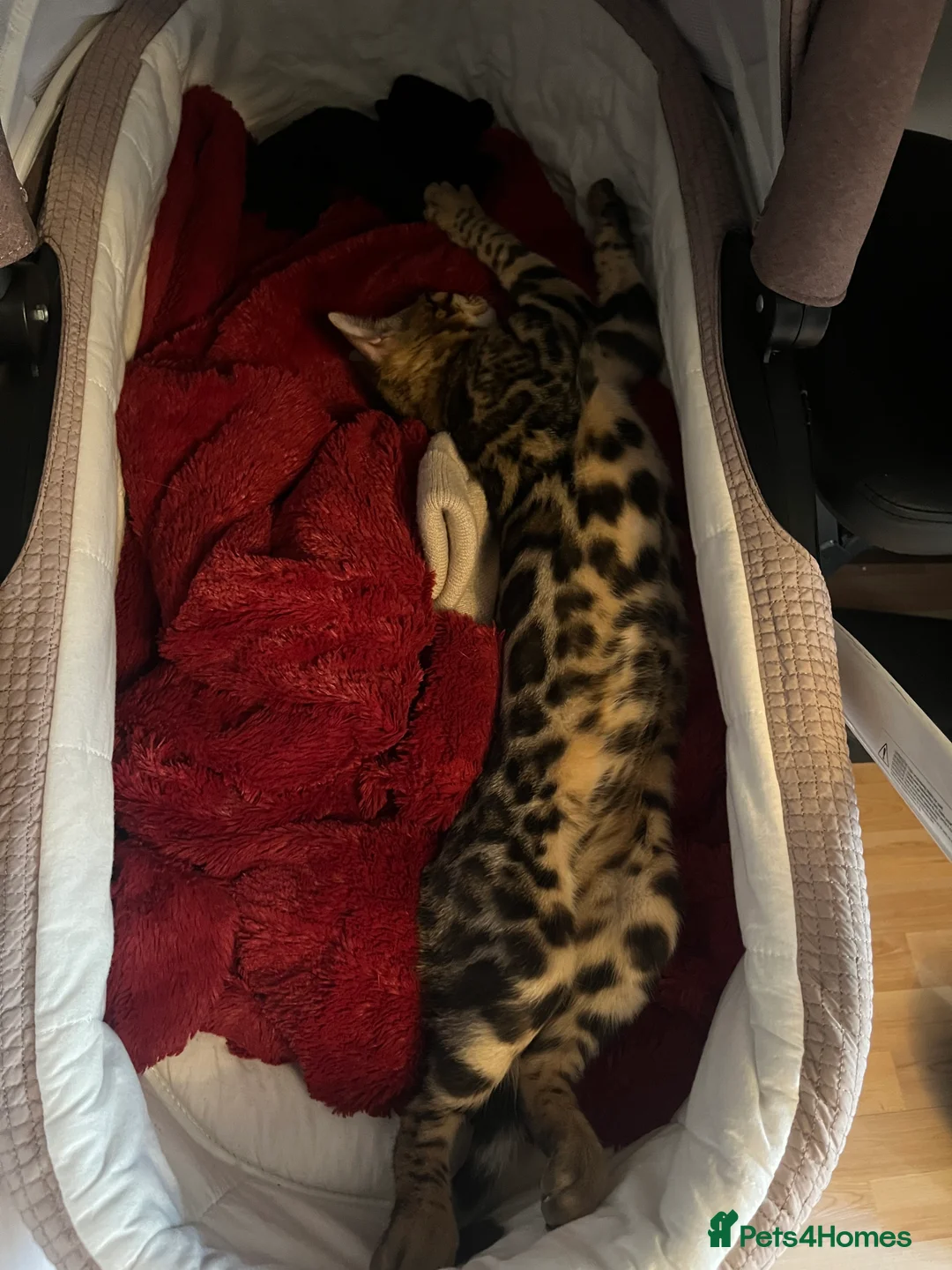 Bengal cats for sale: Bengal cat - Advert 2