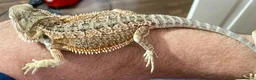 Bearded Dragon reptiles for sale: Juvenile Bearded dragons  - Advert 20