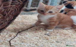 Domestic Shorthair cats for sale: Gorgeous kittens available now - Image 1