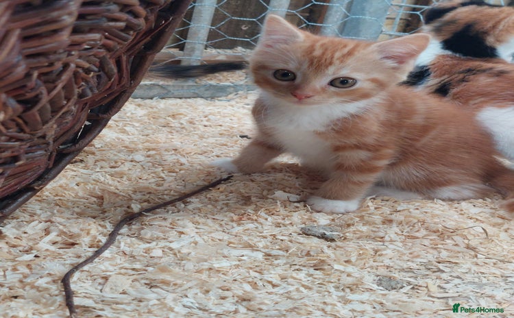 Domestic Shorthair cats - Advert 2