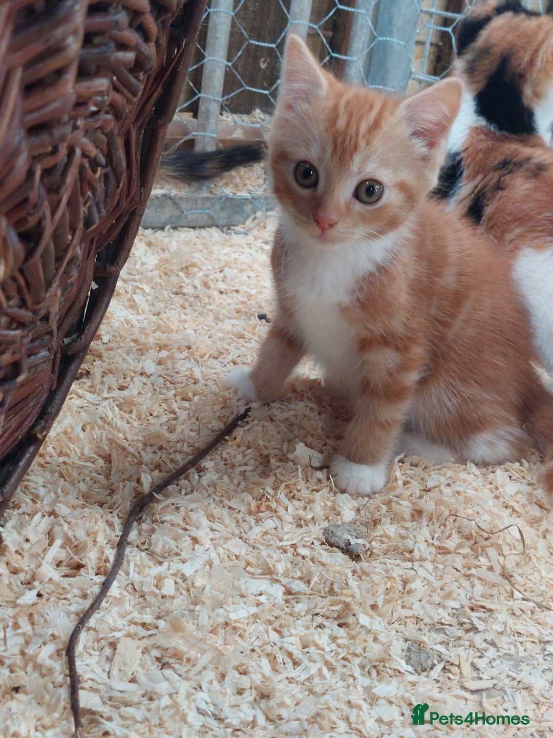Domestic Shorthair cats for sale: Gorgeous kittens available now - Image 1