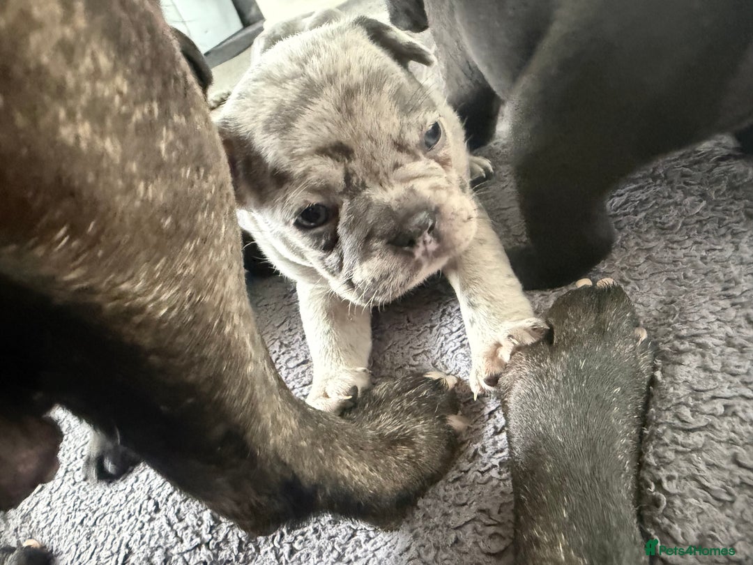 French Bulldog dogs for sale: French bulldog puppies looking for loving homes  - Image 18