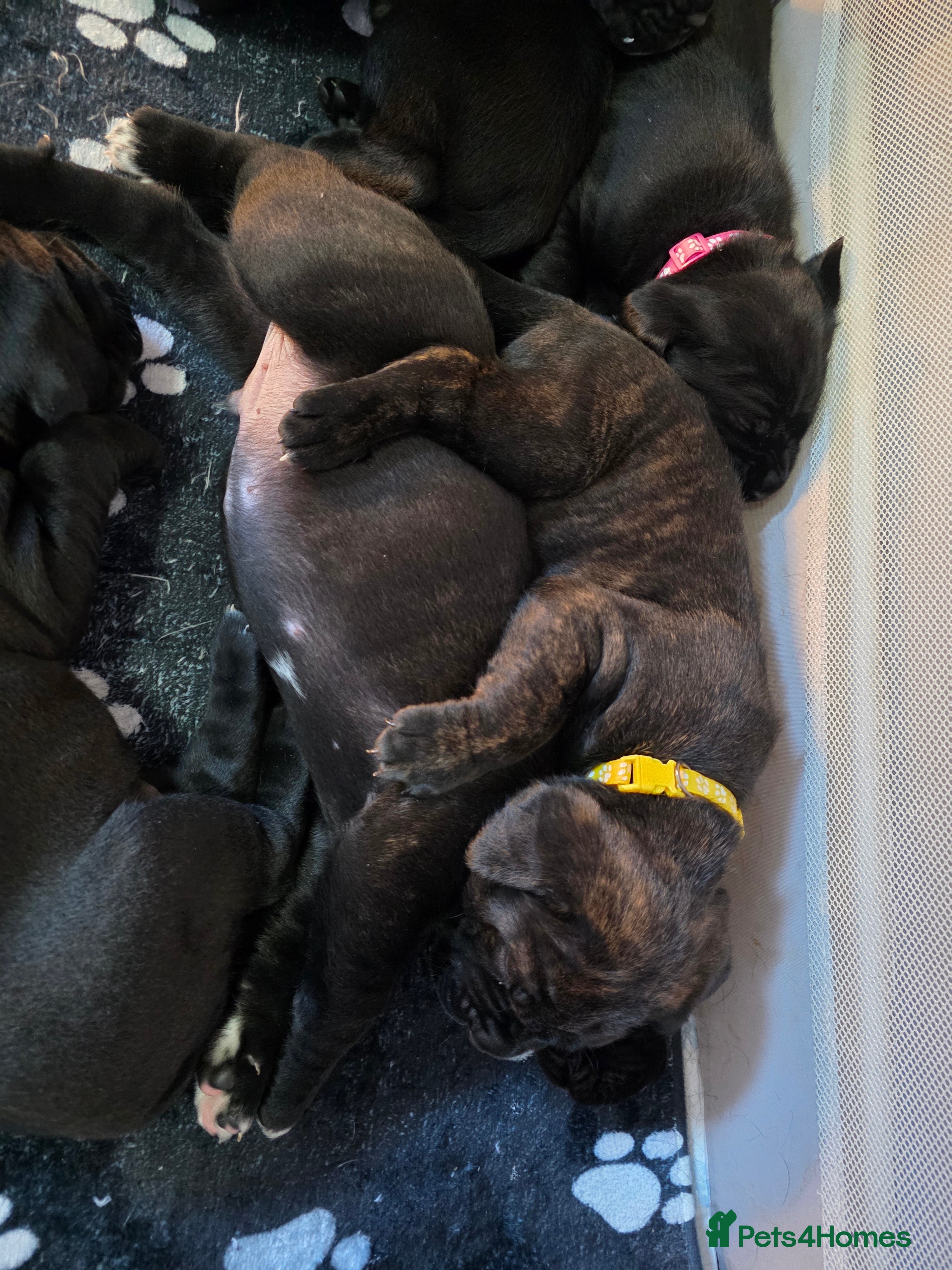 Cane Corso dogs Cane corso puppies - Advert 2