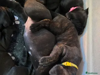 Cane Corso dogs Cane corso puppies - Advert 5