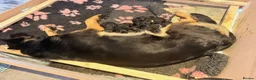 German Shepherd dogs for sale: KC reg strong GSD puppies from health tested lines in Chelmsford - Advert 3
