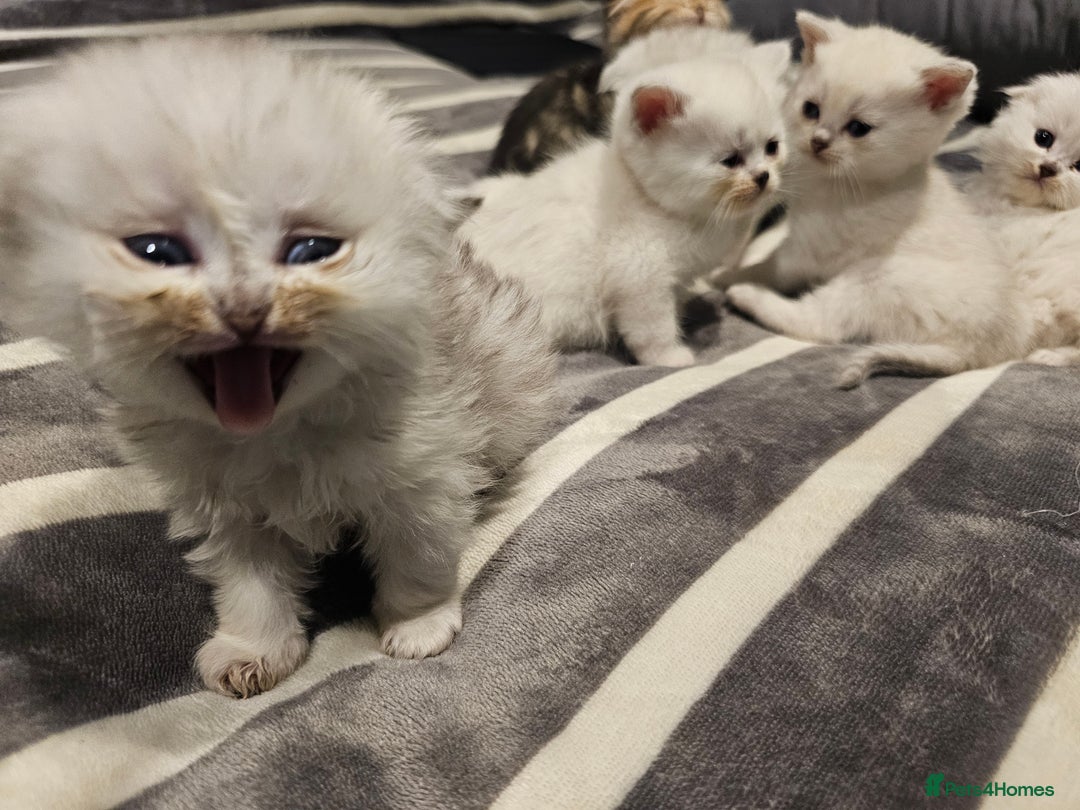 Scottish Fold cats for sale: Stunning scottish folds - Advert 8