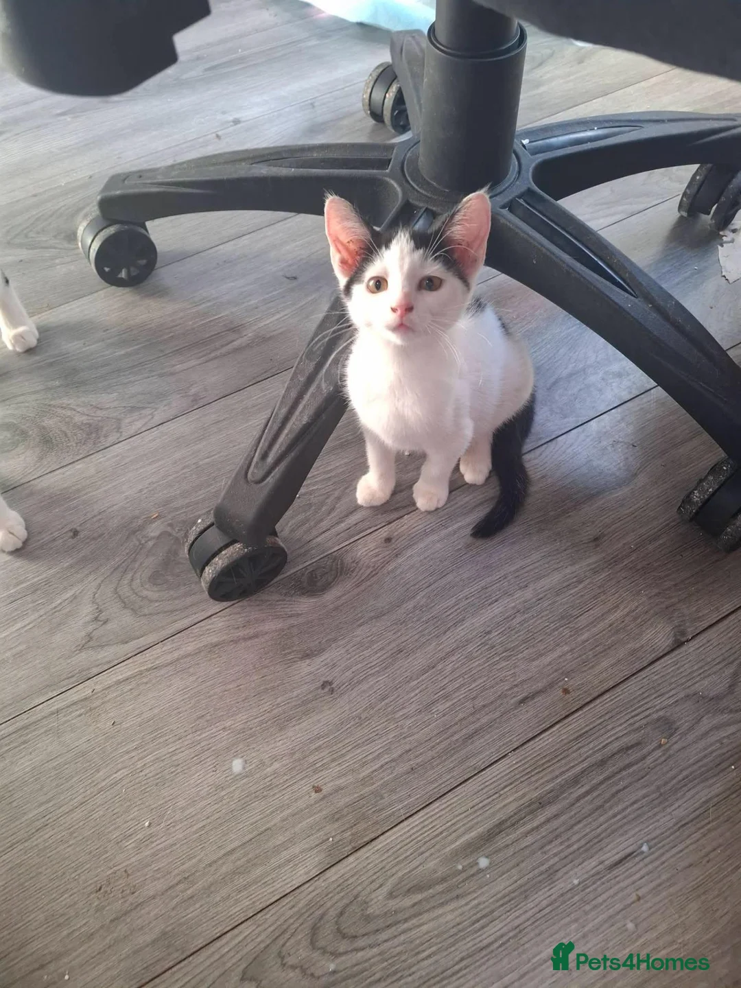 Domestic Shorthair cats for adoption: Gorgeous 14 week old kittens for adoption ❤️💜 - Advert 2