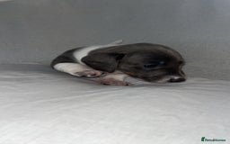 Dachshund dogs for sale: Gorgeous miniature dachshunds  - Image 9