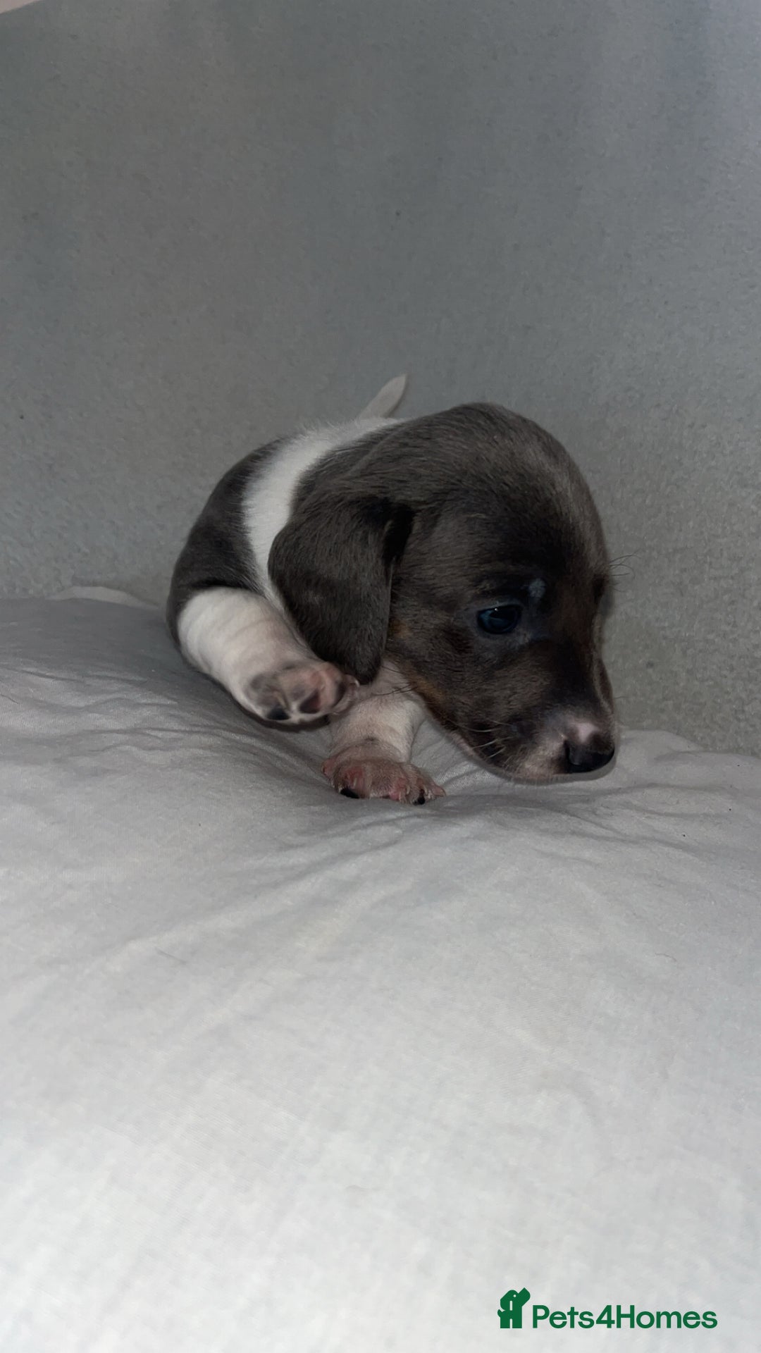 Dachshund dogs for sale: Gorgeous miniature dachshunds  - Image 9