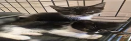 Mixed Breed cats for sale: Black cats  - Advert 10