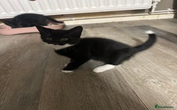 British Shorthair cats for sale: Kittens black/white  - Image 5